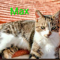 Thumbnail photo of KITTEN MAX A MILLION #1