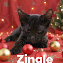 Thumbnail photo of Zingle #1