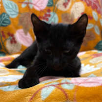 Thumbnail photo of Zingle #2