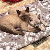 Thumbnail photo of Mozart #1