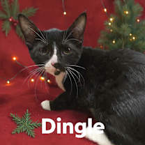 Thumbnail photo of Dingle #1