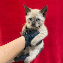 Thumbnail photo of Mozart #2