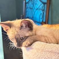 Thumbnail photo of Mozart #3