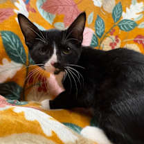 Thumbnail photo of Dingle #2