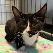 Thumbnail photo of Dingle #3