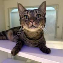 Thumbnail photo of Amber #1