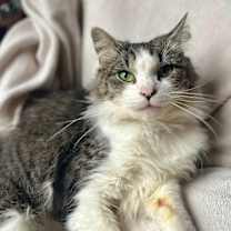 Thumbnail photo of Jane Goodall #1