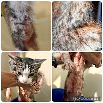 Thumbnail photo of Jane Goodall #4