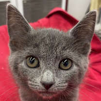 Thumbnail photo of Foxy #2