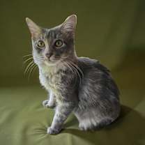 Thumbnail photo of Rocky #1