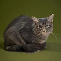 Thumbnail photo of Rocky #2