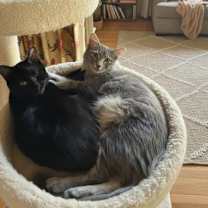 Thumbnail photo of Rocky #3