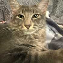 Thumbnail photo of Rocky #4