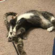 Thumbnail photo of Ginger #2