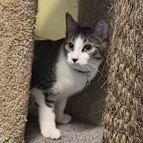 Thumbnail photo of Sapphire #1