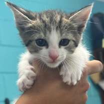 Thumbnail photo of Sapphire #2