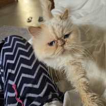 Thumbnail photo of Beauty #2