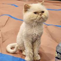 Thumbnail photo of Beauty #4