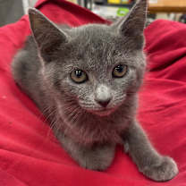 Thumbnail photo of Foxy #1