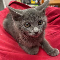 Thumbnail photo of Foxy #3