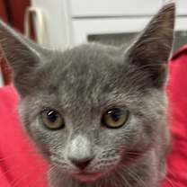 Thumbnail photo of Foxy #4