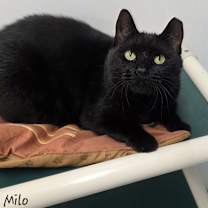 Thumbnail photo of Milo #1