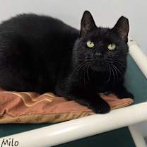 Thumbnail photo of Milo #3