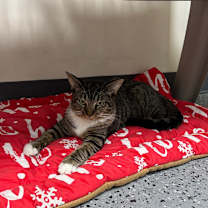 Thumbnail photo of Shio 27160 #4