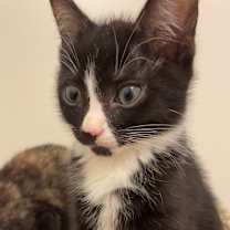 Thumbnail photo of Tux #1