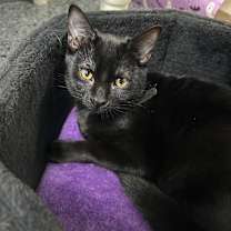 Thumbnail photo of Whoopi 27710 #4