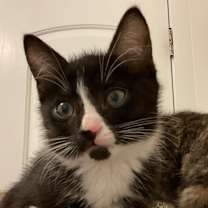 Thumbnail photo of Tux #3