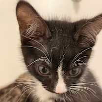 Thumbnail photo of Tux #4