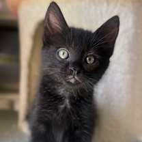 Thumbnail photo of Bugatti #2