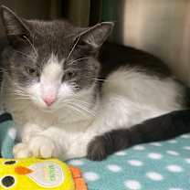 Thumbnail photo of Charcoal Bunny #2