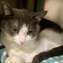 Thumbnail photo of Charcoal Bunny #3