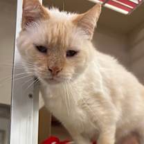 Thumbnail photo of Buttercup #2