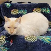 Thumbnail photo of Buttercup #3