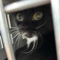 Thumbnail photo of Candy Cane (mcas) #2