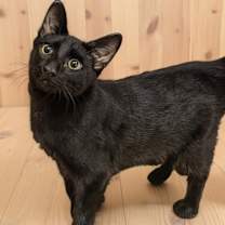 Thumbnail photo of Meatball 4782 #4