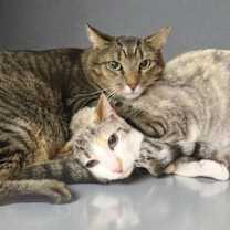 Thumbnail photo of Duchess (bonded w/Tigger) #3