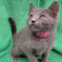 Thumbnail photo of Miss Bella #2