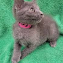 Thumbnail photo of Miss Bella #4