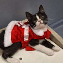 Thumbnail photo of Figgly (FCID# 12/03/2025 - 72 Brandywine PS) #1