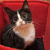 Thumbnail photo of Figgly (FCID# 12/03/2025 - 72 Brandywine PS) #4