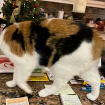 Thumbnail photo of Narci #2