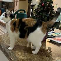 Thumbnail photo of Narci #3