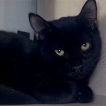 Thumbnail photo of Baby Saja #3