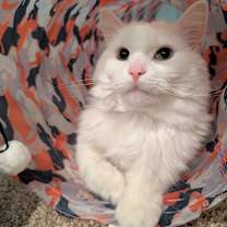 Thumbnail photo of Angel #1