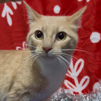 Thumbnail photo of Samara-FYB #1