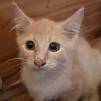 Thumbnail photo of Samara-FYB #2